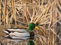 Mallard Picture 27